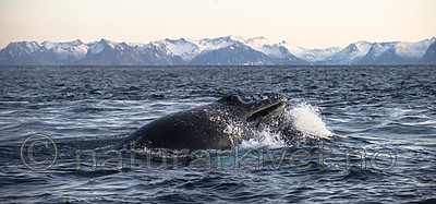 BB 14 0305 / Megaptera novaeangliae / Knølhval